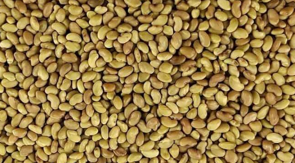 فروش بذر یونجه گرمسیری و سرد سیری