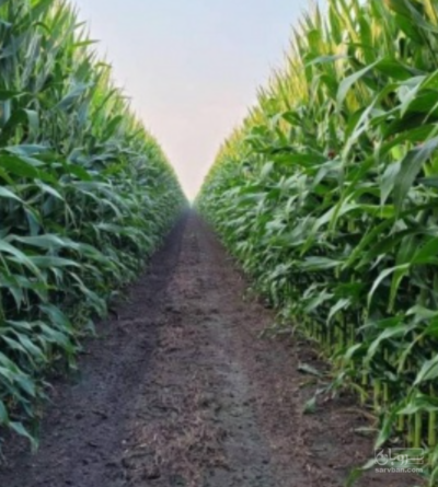 فروش چاپر ذرت - سیلاژ ذرت