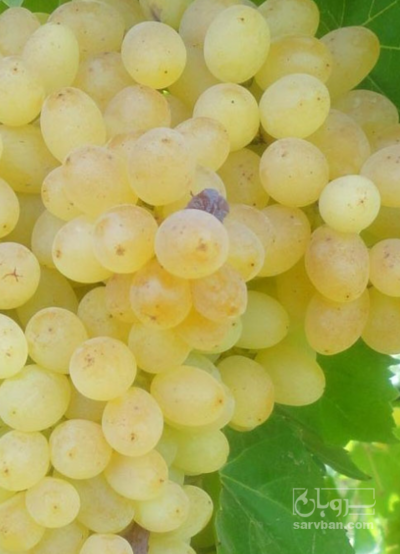 فروش انگور بی دانه سفید