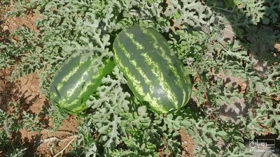 فروش هندوانه بیضی