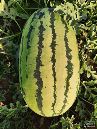 فروش هندوانه دراگون