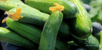 فروش خیار خیارشوری سایز 1