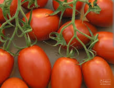 فروش گوجه فرنگی3402