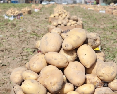 فروش سیب زمینی جلی