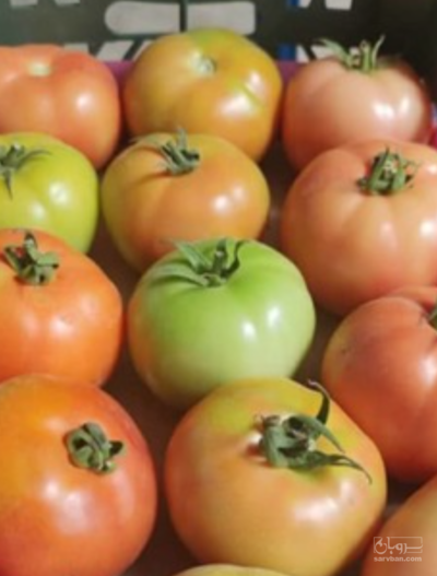 فروش گوجه فرنگی 8320