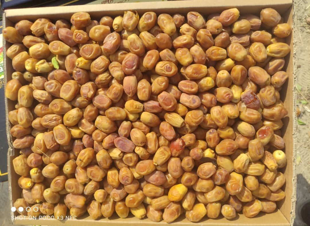 فروش خرمای زاهدی