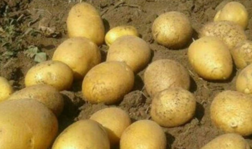 فروش سیب زمینی جلی