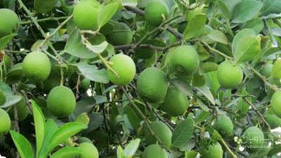 فروش لیموترش سردرختی