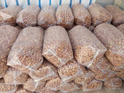 فروش خرما قصب