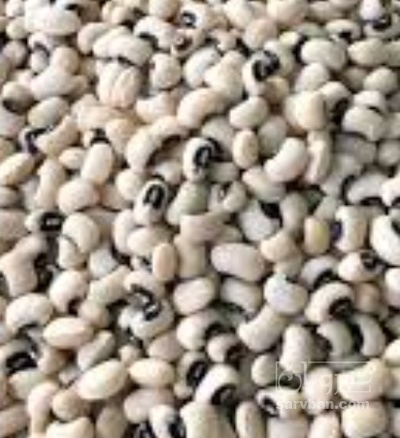 فروش لوبیا چشم بلبلی