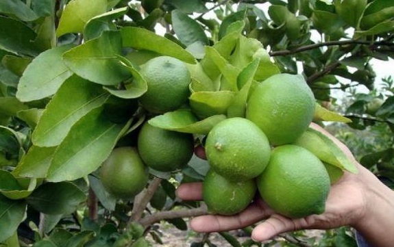 فروش لیموترش