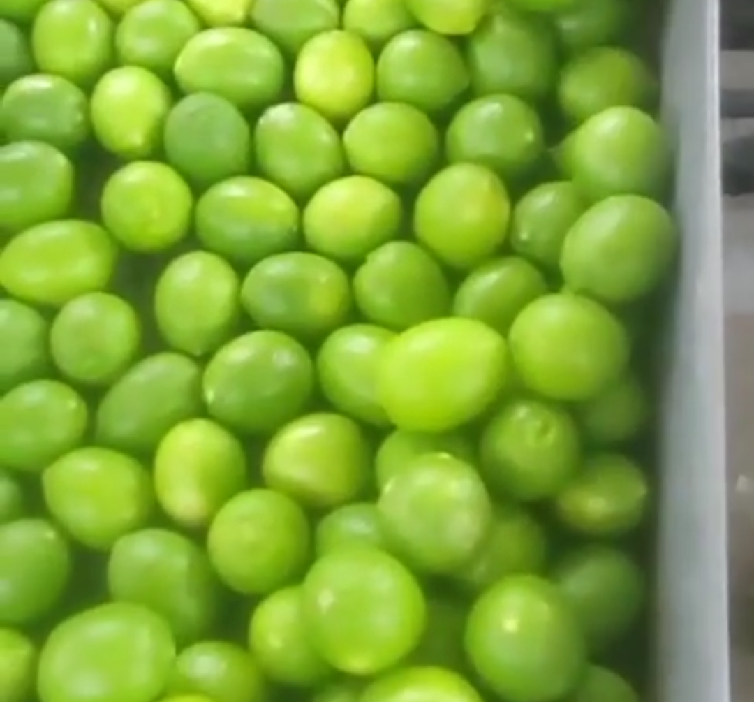 فروش لیموترش سنگی