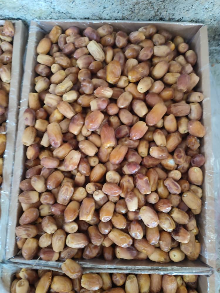 فروش خرما قصب