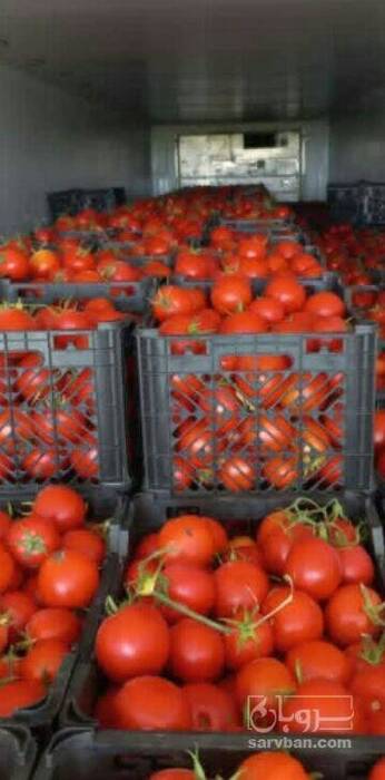 فروش گوجه فرنگی هوای ازاد