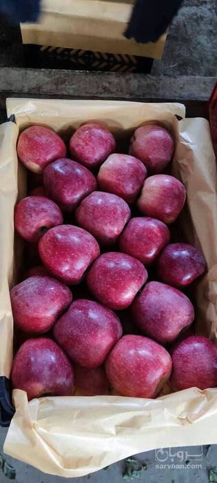 فروش سیب قرمز