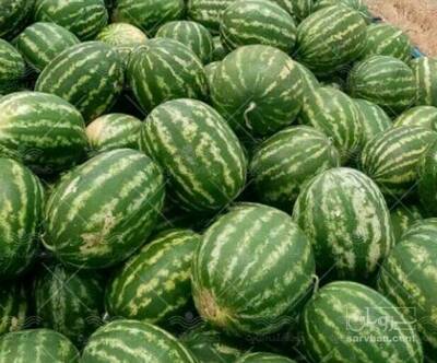 فروش هندوانه