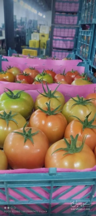 فروش گوجه فرنگی8320