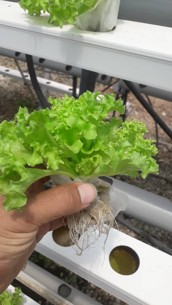 فروش کاهو فرانسوی هیدروبونیک