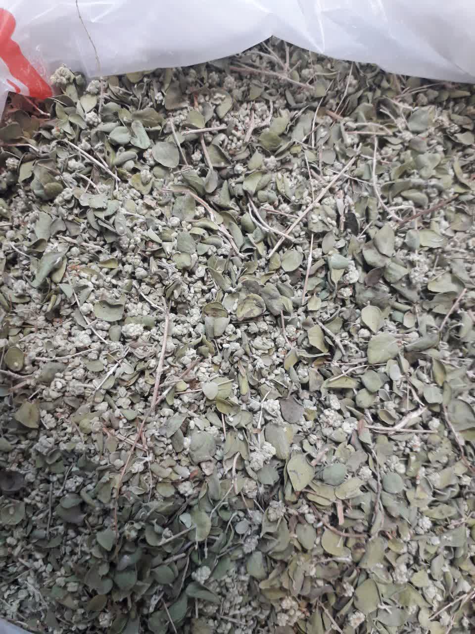 فروش آویشن ارگانیک