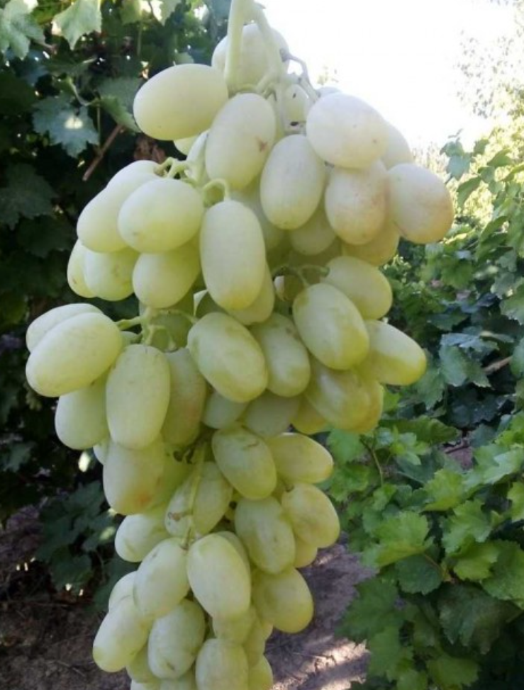 فروش انگور ریش بابا