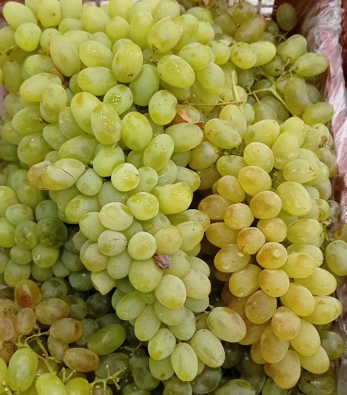 فروش انگور ریش بابا سردرختی