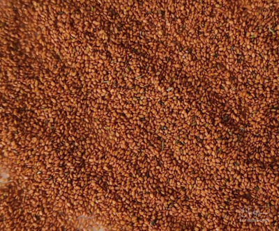 فروش خاکشیر