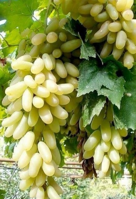 فروش انگور ریش بابا