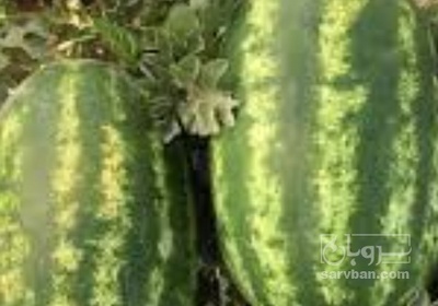 فروش هندوانه