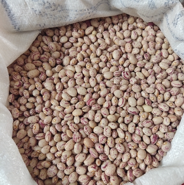 فروش لوبیا چیتی