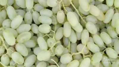 فروش انگورریش بابا