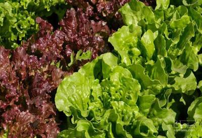 فروش کاهو فرانسوی