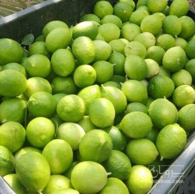 فروش لیموترش