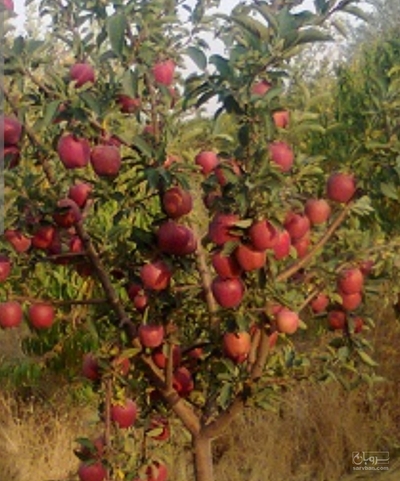 فروش سیب قرمز