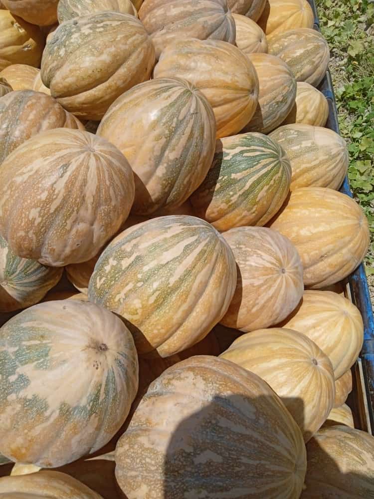 فروش کدو گرد کازرونی