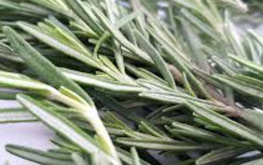 فروش رزماری