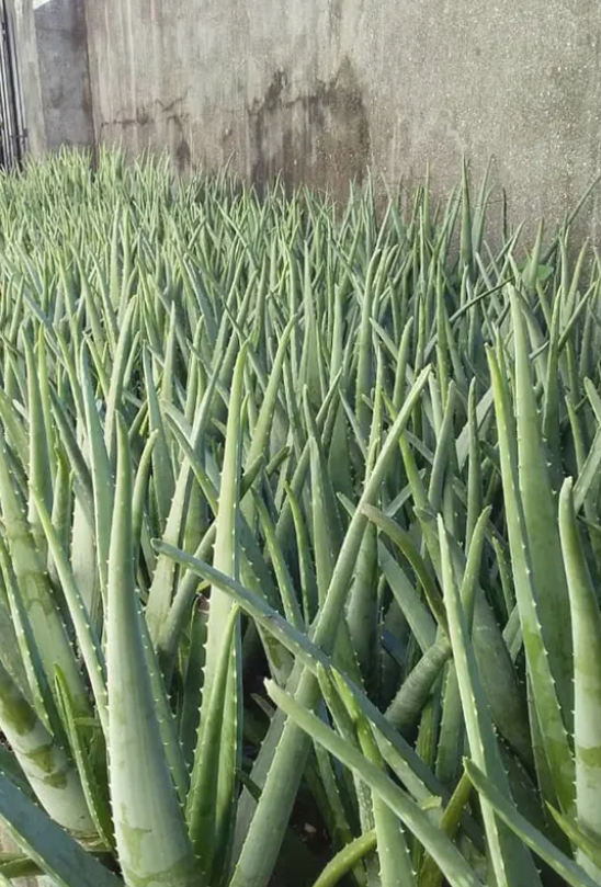 فروش آلوئه ورا برگ