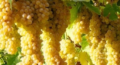 فروش انگور کشمشی بی هسته