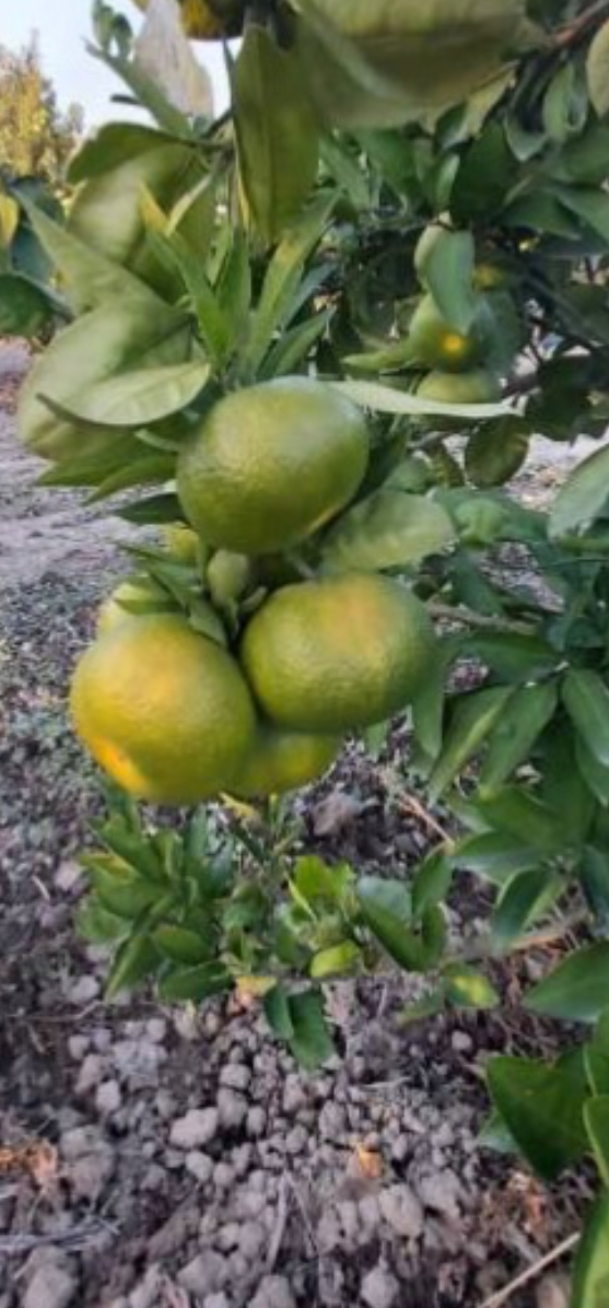 فروش نارنگی سر درختی