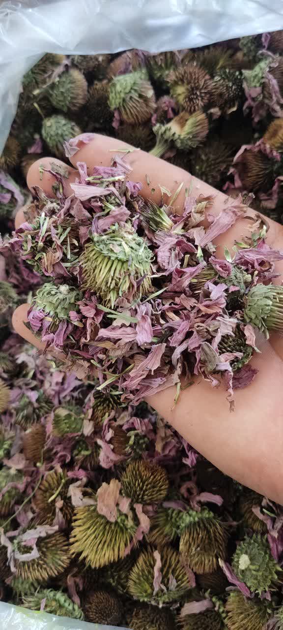 فروش سرخار گل | سروبان