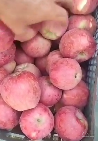 فروش سیب قرمز