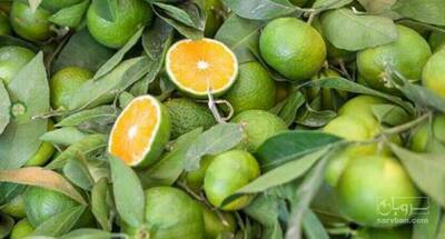 فروش نارنگی سردرختی