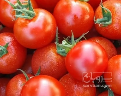 فروش گوجه فرنگی