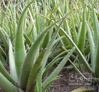 فروش آلوئه ورا