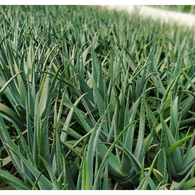 فروش آلوئه ورا برگ