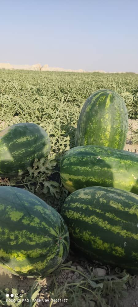 فروش هندوانه بیضی و گرد