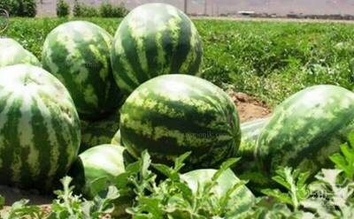 فروش هندوانه گرد