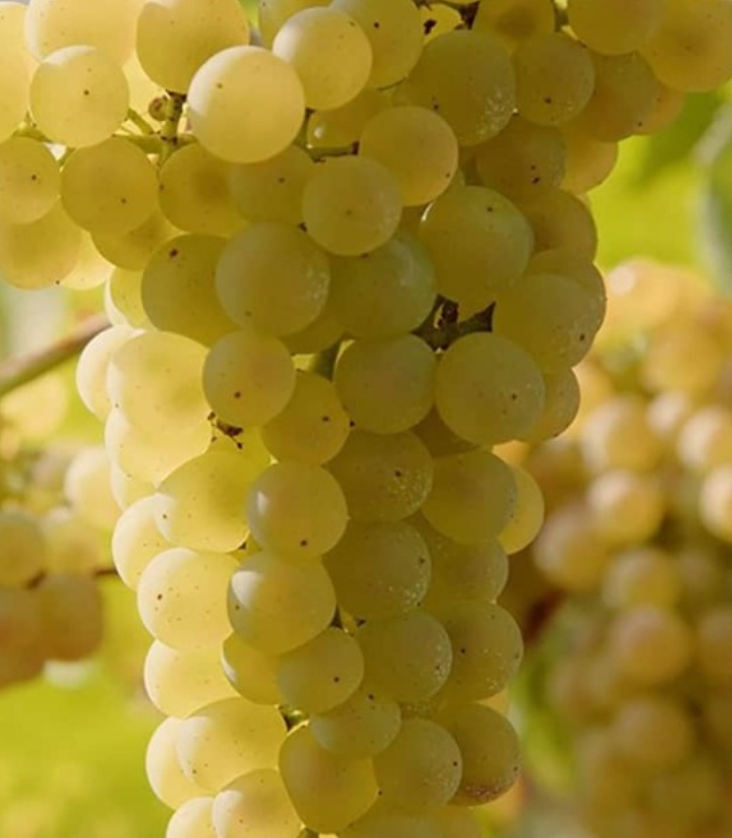فروش انگور زرد بی دانه