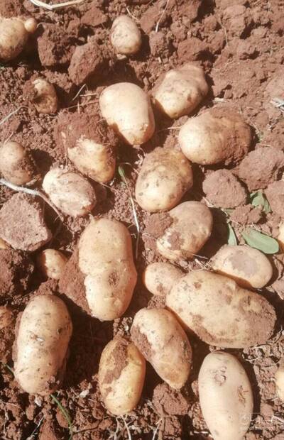 فروش سیب زمینی بامبا