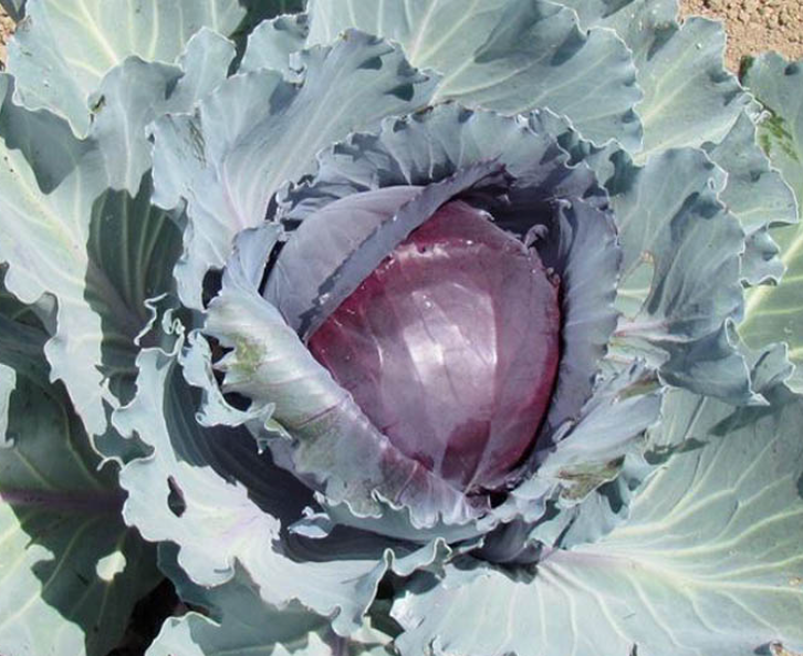 فروش کلم برگی بنفش