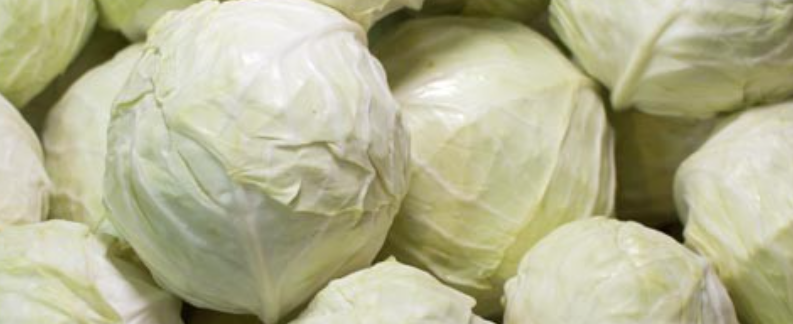 فروش کلم برگی سفید